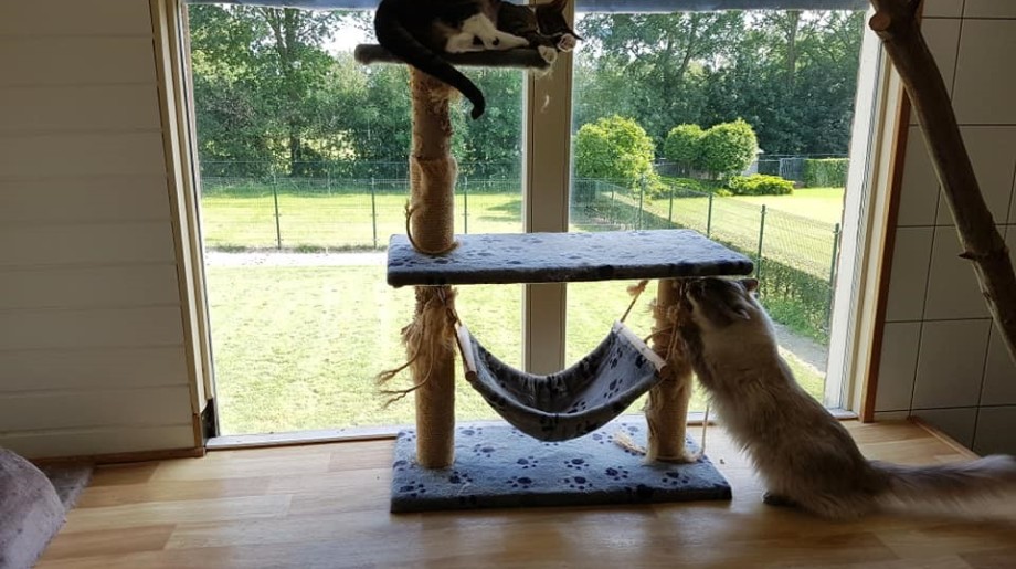 Dierenpension Ex-Kuus Casteren afbeelding 4